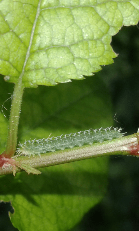 Larve di Tenthredinidae (Pareophora pruni)?